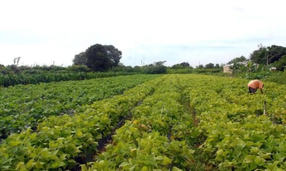 Câmara aprova política nacional para manter jovens no campo