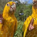 Tráfico e domesticação ameaçam sobrevivência da ararajuba