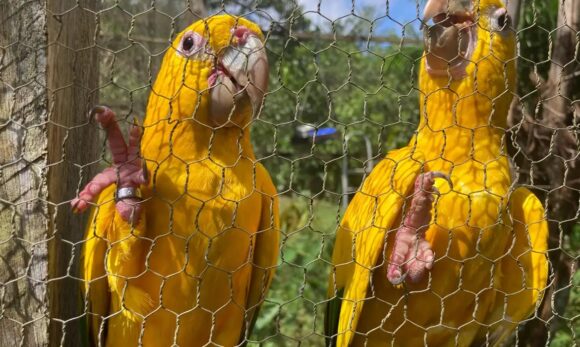 Tráfico e domesticação ameaçam sobrevivência da ararajuba