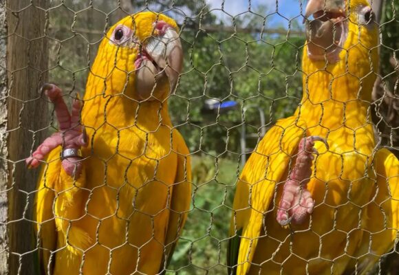 Tráfico e domesticação ameaçam sobrevivência da ararajuba