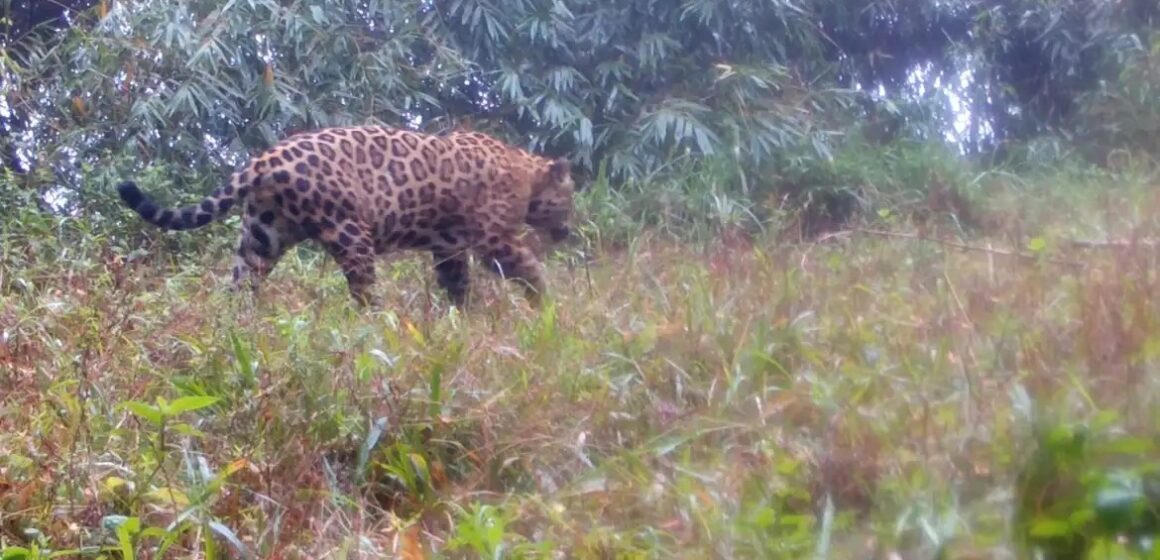 Projeto do ICMBio sequencia 23 genomas de espécies ameaçadas para conservação da biodiversidade