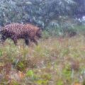 Projeto do ICMBio sequencia 23 genomas de espécies ameaçadas para conservação da biodiversidade