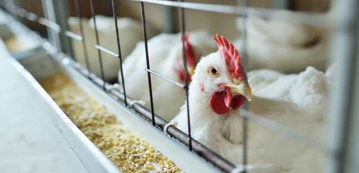 croppedImg_1721182543 Possível caso de gripe aviária no Pará está em investigação