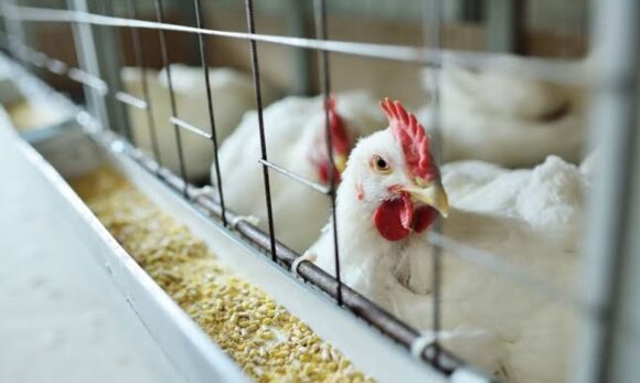 Possível caso de gripe aviária no Pará está em investigação
