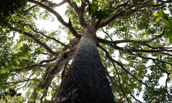 Projeto de licenciamento ambiental é grande retrocesso, diz ministério