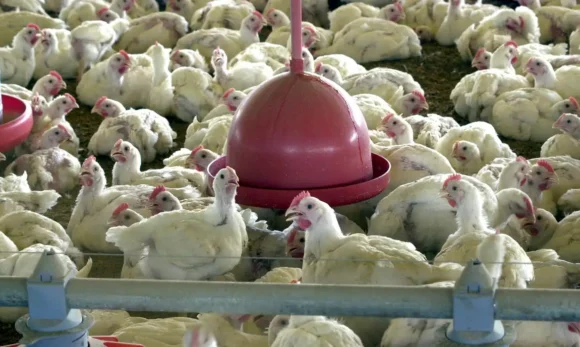 Primeiro caso de gripe aviária em granja comercial do Brasil é confirmado