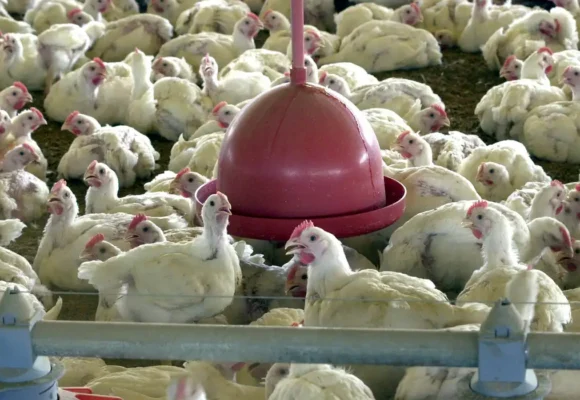 Primeiro caso de gripe aviária em granja comercial do Brasil é confirmado