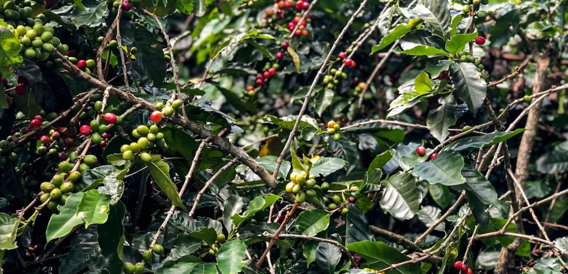Safra de café deve crescer 2,7% e chegar a 56 milhões de sacas em 2025