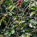 Safra de café deve crescer 2,7% e chegar a 56 milhões de sacas em 2025