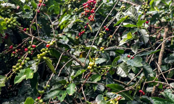 Safra de café deve crescer 2,7% e chegar a 56 milhões de sacas em 2025