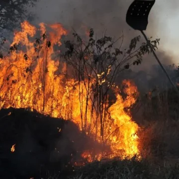 Ibama aponta que incêndios florestais de 2024 foram majoritariamente criminosos