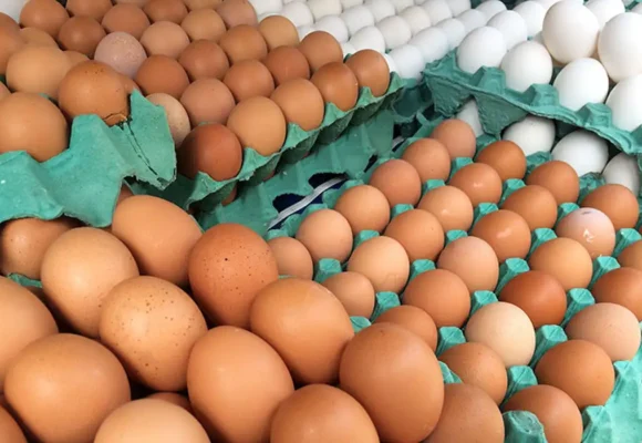 Deve cair o preço do ovo e do frango em Belém com a gripe aviária