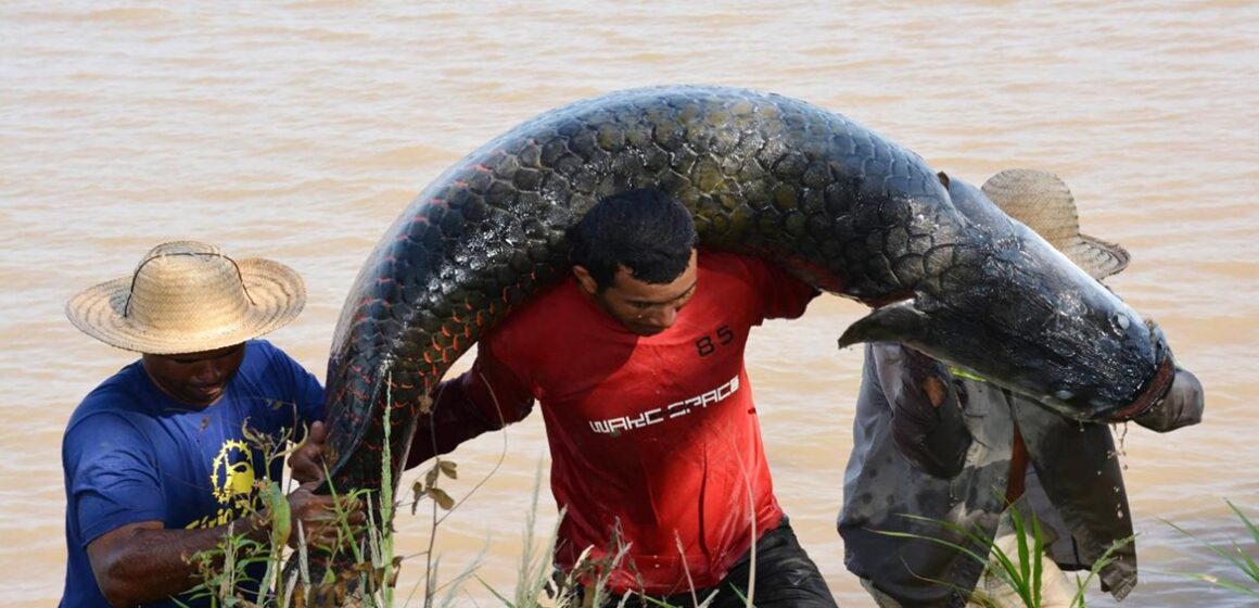 Rios de São Paulo são invadidos por pirarucus colocando em perigo a população