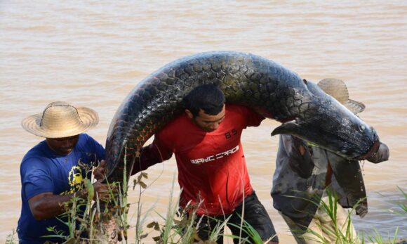 Rios de São Paulo são invadidos por pirarucus colocando em perigo a população