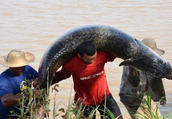 Rios de São Paulo são invadidos por pirarucus colocando em perigo a população