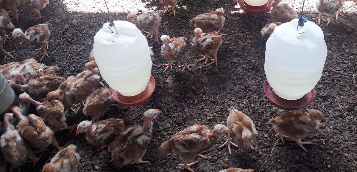 Entrada de aves e ovos férteis no Pará é restringida pela Adepará por conta da gripe aviária