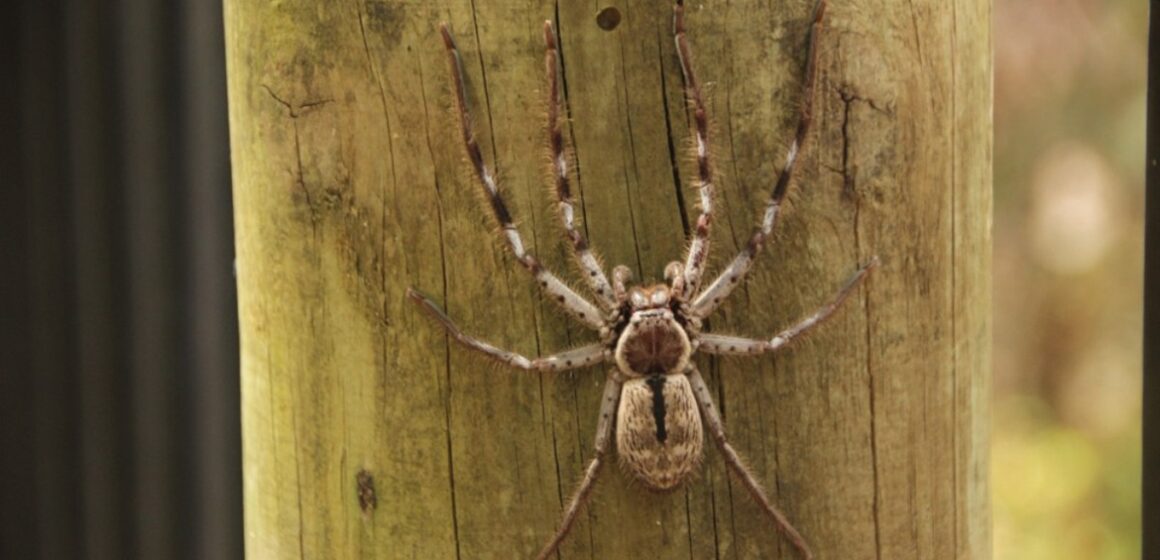 Ereção prolongada de até 4h pode ser causada por picada de aranha brasileira