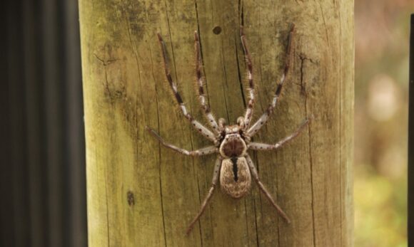 Ereção prolongada de até 4h pode ser causada por picada de aranha brasileira