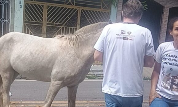 Após denúncias de maus-tratos, cavalo é resgatado em Belém