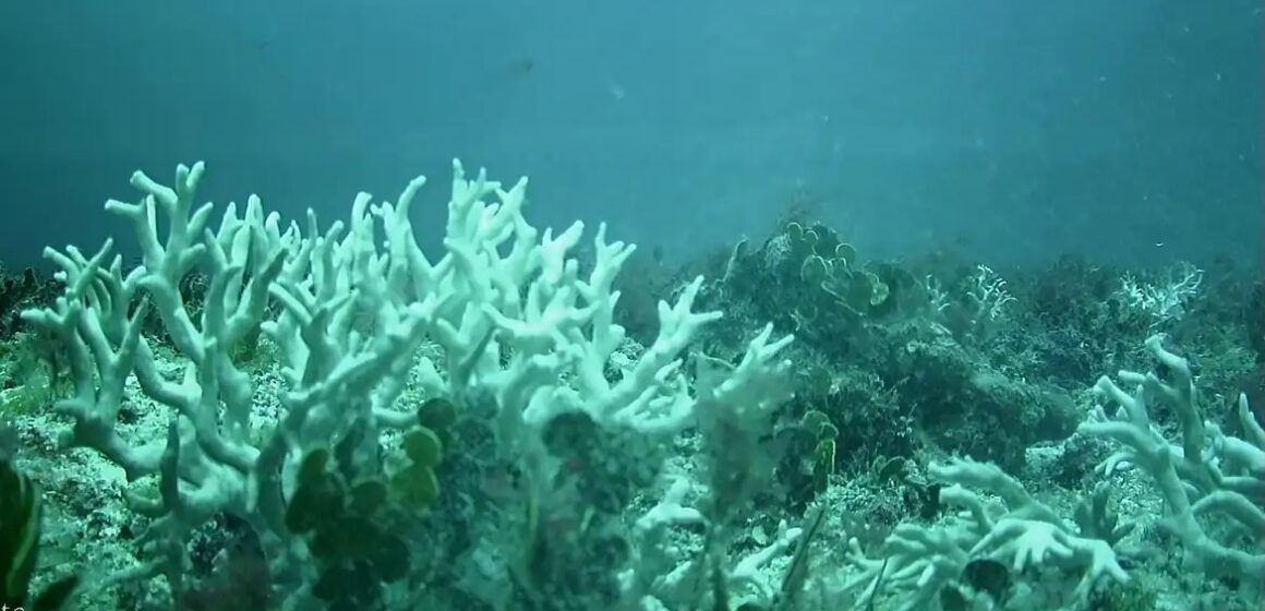 BNDES destina R$ 86 milhões para proteger ilhas oceânicas e recuperar recifes de coral