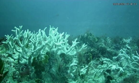 BNDES destina R$ 86 milhões para proteger ilhas oceânicas e recuperar recifes de coral