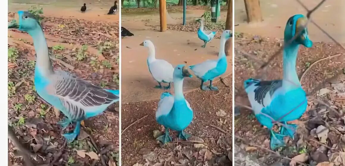 Cetesb multa empresas em R$ 740 mil por vazamento de corante que tingiu animais de azul em Jundiaí