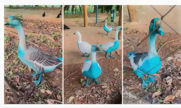 Cetesb multa empresas em R$ 740 mil por vazamento de corante que tingiu animais de azul em Jundiaí