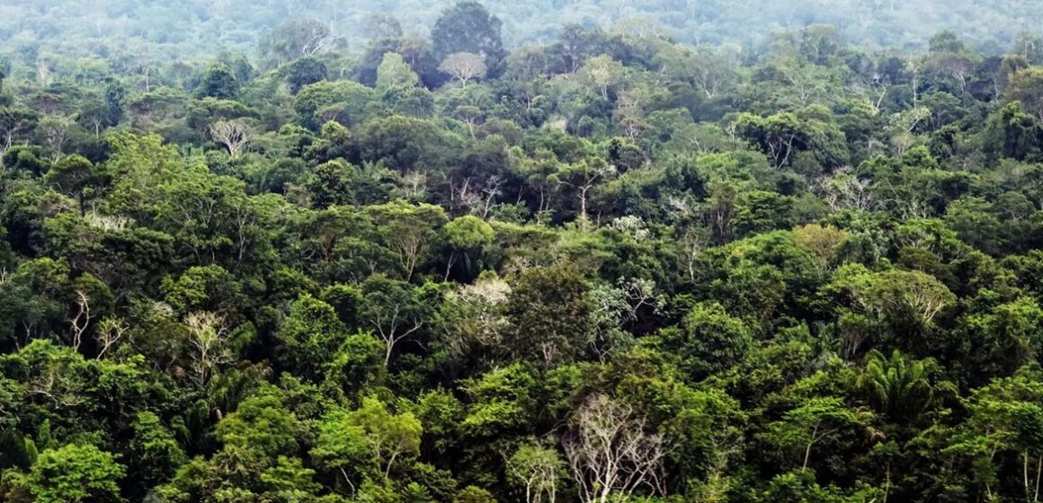 Pará avança em modelo sustentável com concessão florestal na Amazônia