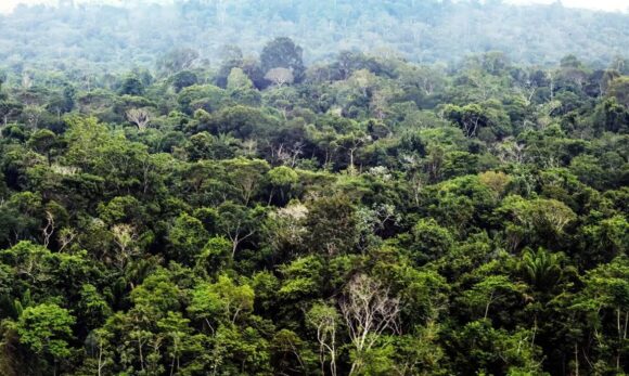 Pará avança em modelo sustentável com concessão florestal na Amazônia
