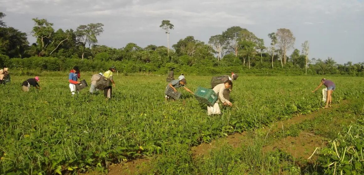 CMN reduz limite do Proagro para R$ 200 mil e prioriza agricultura familiar