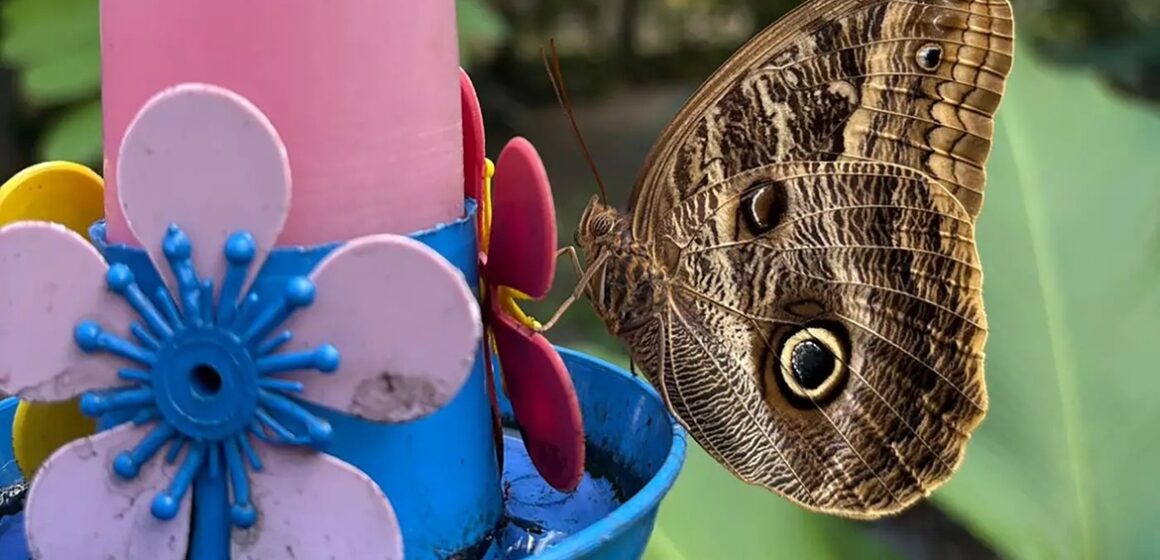 Parque Zoobotânico Mangal das Garças reintroduz borboleta ameaçada após dois anos de desaparecimento