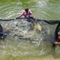 Fapespa anuncia selecionados do Programa Jovem Cientista da Pesca Artesanal no Pará