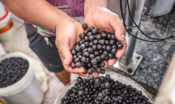 MPPA exige medidas urgentes para garantir segurança sanitária do açaí em Cametá