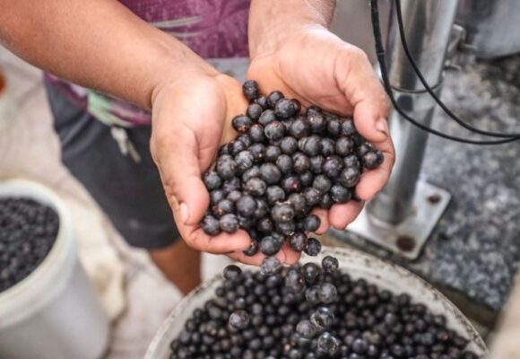 MPPA exige medidas urgentes para garantir segurança sanitária do açaí em Cametá