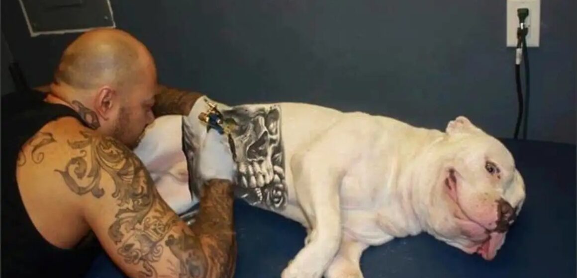 WhatsApp Image 2025-06-17 at 18.23.22 Governo Federal proíbe tatuagens e piercings estéticos em cães e gatos