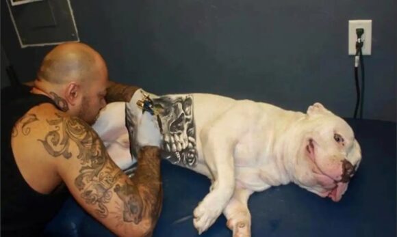 Governo Federal proíbe tatuagens e piercings estéticos em cães e gatos
