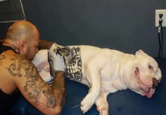 Governo Federal proíbe tatuagens e piercings estéticos em cães e gatos