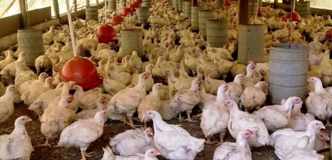 Pará mantém alerta contra gripe aviária apesar de não registrar casos da doença