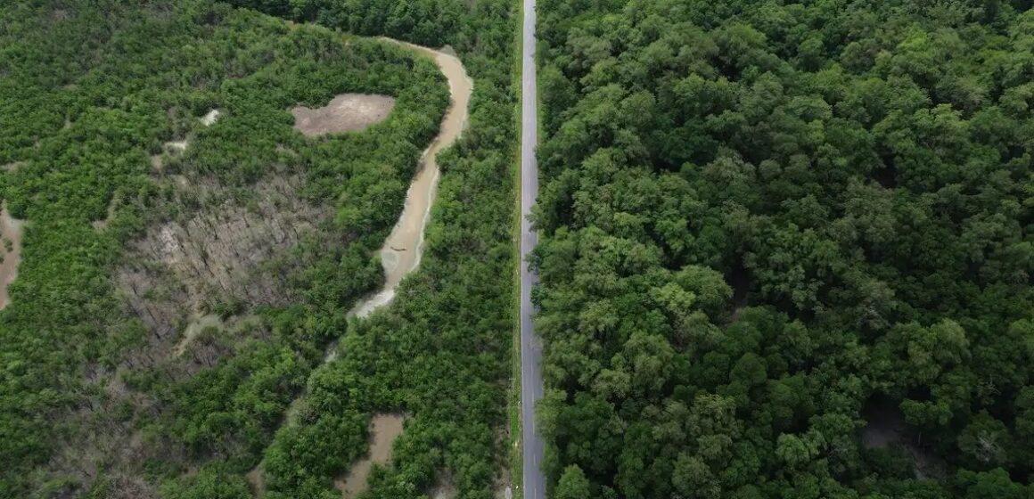 Rodovias no Pará ameaçam maior manguezal contínuo do mundo