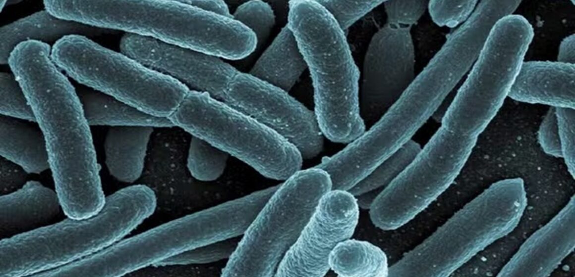Bactéria modificada transforma plástico em paracetamol com 92% de eficiência