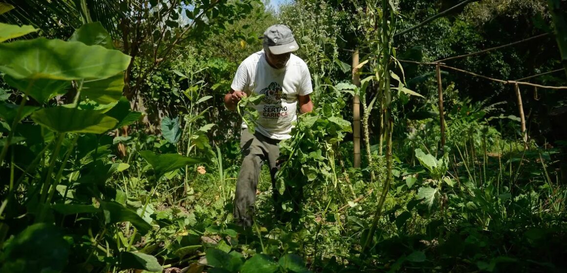 BNDES e Fundação BB investem R$ 85 milhões em projetos de agricultura familiar