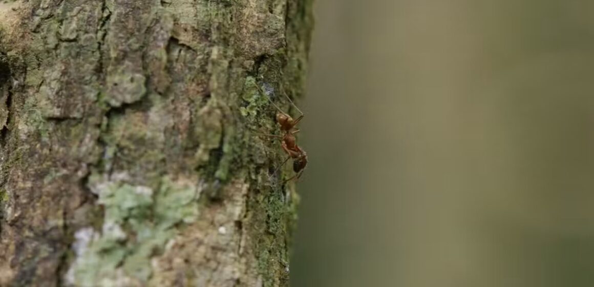 Cientistas registram pela primeira vez no Pará comportamento aranha que imita formiga