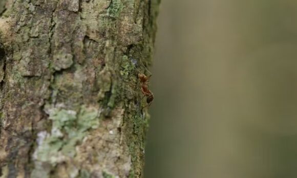 Cientistas registram pela primeira vez no Pará comportamento aranha que imita formiga