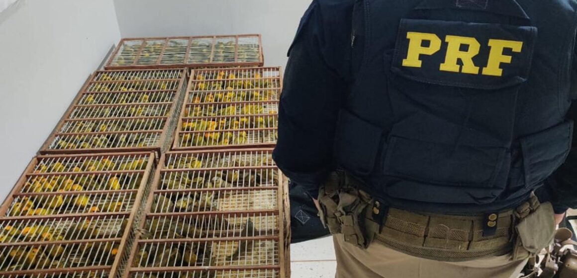 Homem é preso pela PRF em Altamira com 250 pássaros silvestres transportados ilegalmente