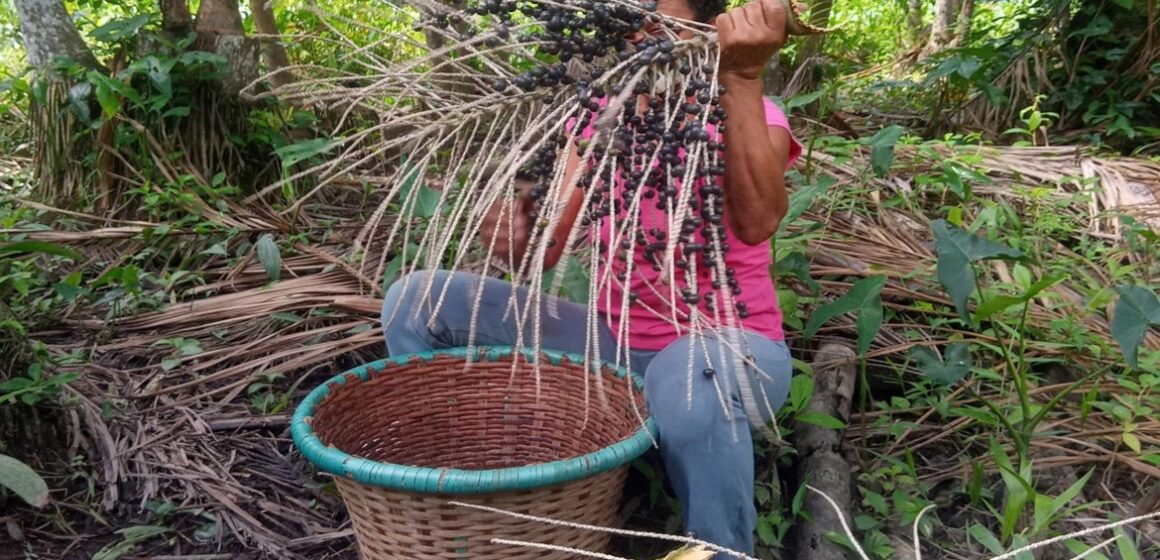 Mandioca e caroço de açaí são transformados em embalagens sustentáveis durante pesquisa da UFPA