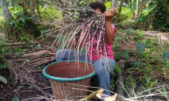 Mandioca e caroço de açaí são transformados em embalagens sustentáveis durante pesquisa da UFPA