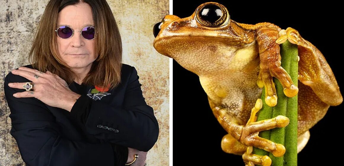 Sapo amazônico homenageia Ozzy Osbourne com canto que lembra morcego