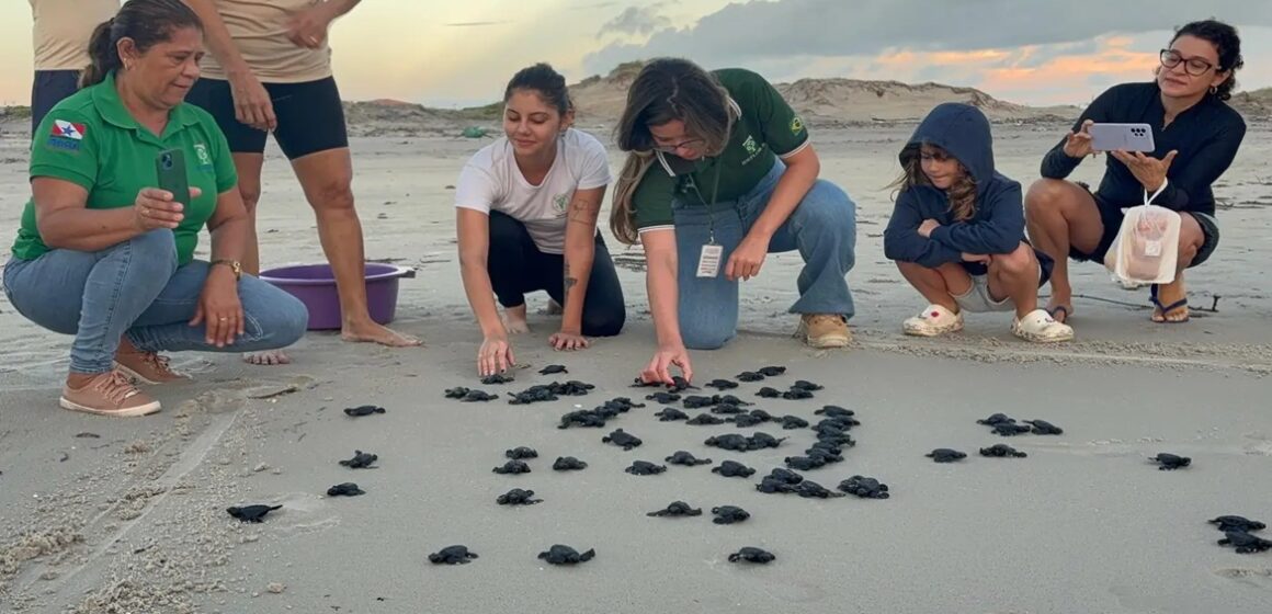 20250708104935-GC00068650-F00248568E Soltura de 70 tartarugas-oliva marca ação de preservação em praia do Pará