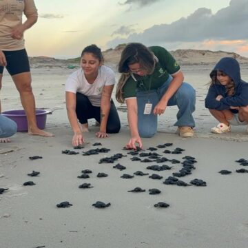 Soltura de 70 tartarugas-oliva marca ação de preservação em praia do Pará