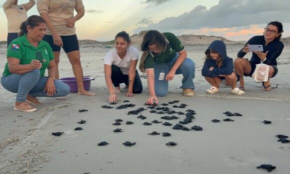 Soltura de 70 tartarugas-oliva marca ação de preservação em praia do Pará